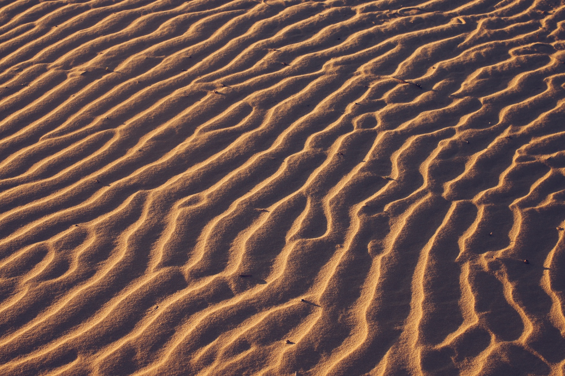 Ripples in desert sand