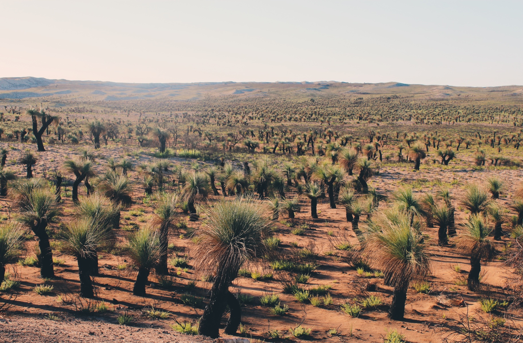 Western Australian landscape with grasstrees