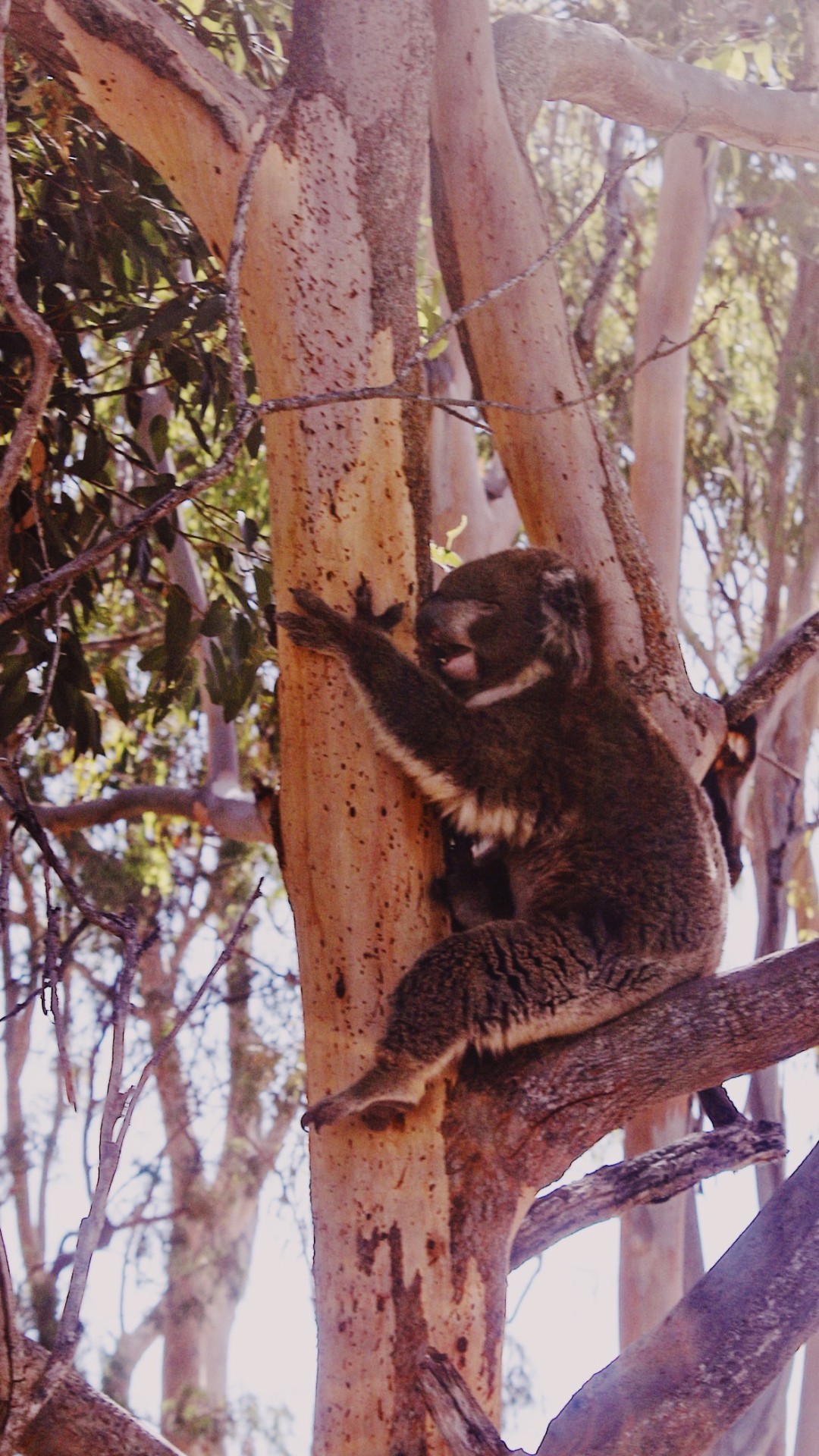 Koala in a eucalyptus tree